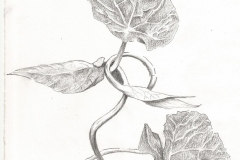 Botanical Illustration-Ray Manley 2