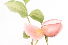 Botanical Illustration-Ray Manley